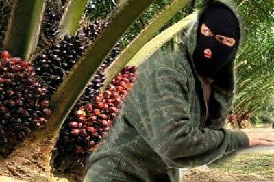 Oknum Polisi di Rohul Diduga Maling Buah Sawit